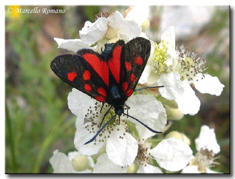 Zygaena viciae o lonicerae, questo  il dilemma